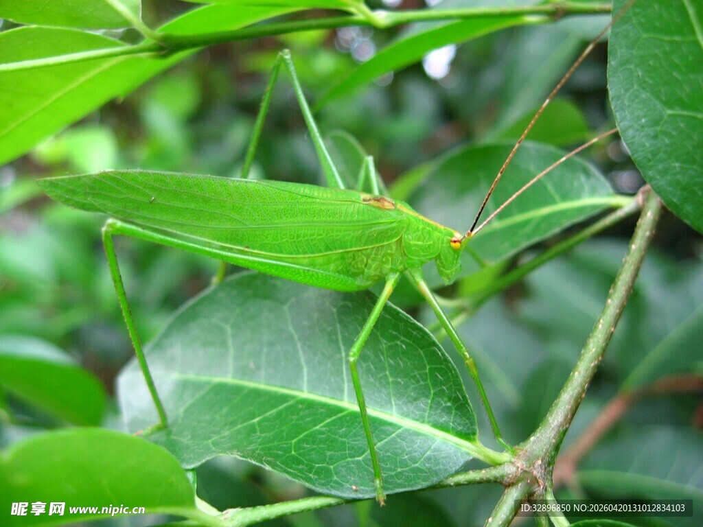 绿叶间的绿色螽斯