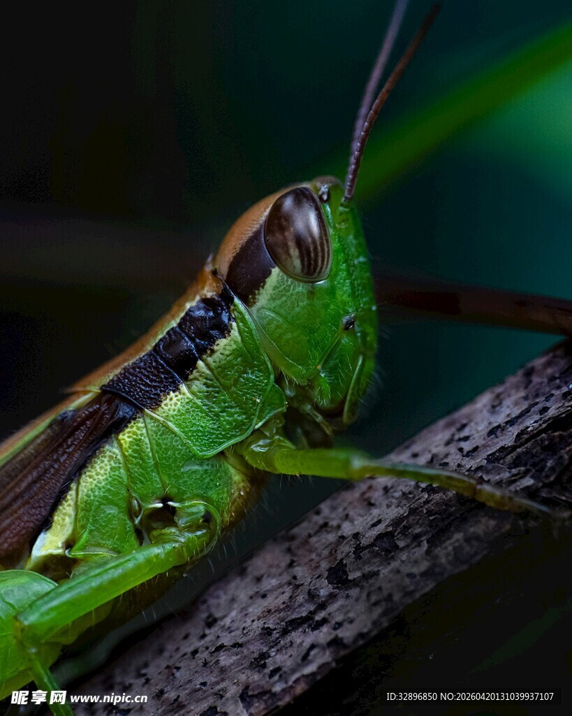 翠绿蚱蜢栖于树枝