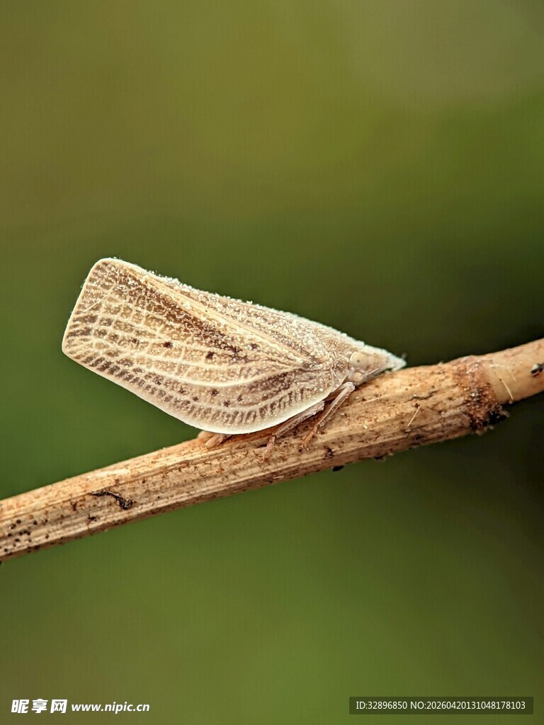 树枝上栖息的浅色蛾子