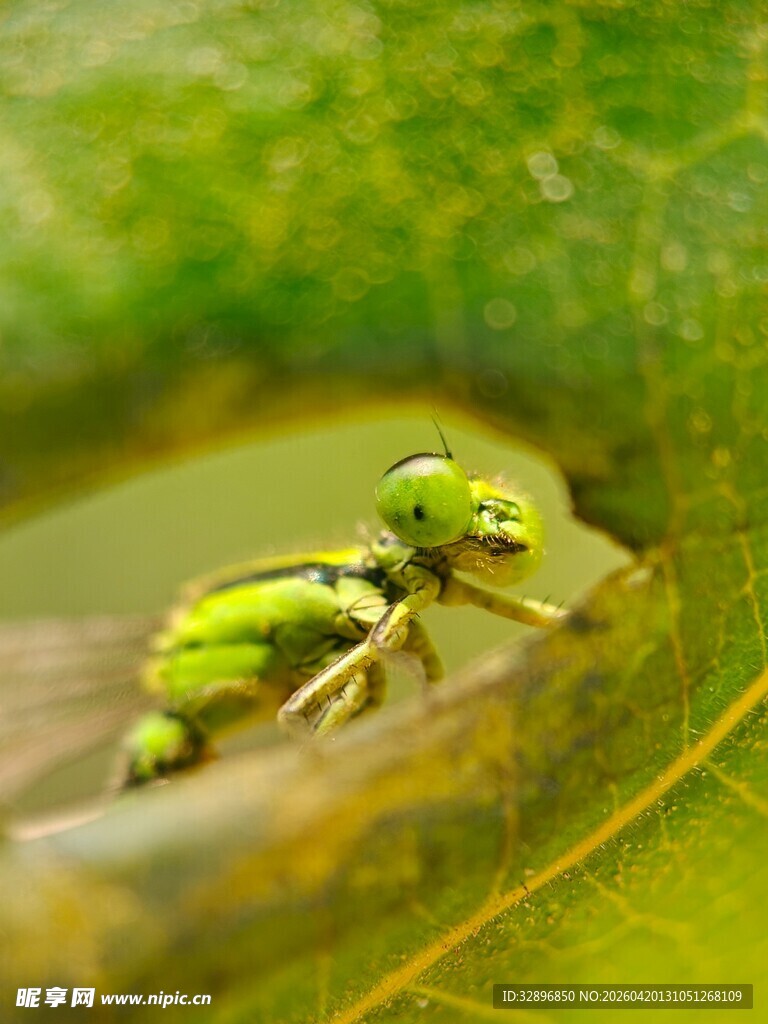 绿叶上的绿色小昆虫