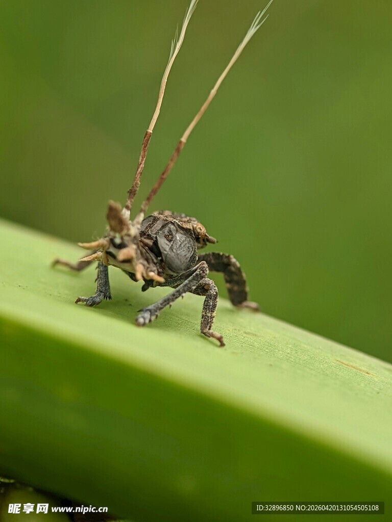 绿叶上的奇特小昆虫