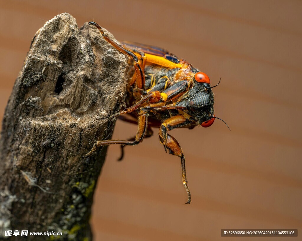 树干上的多彩甲虫