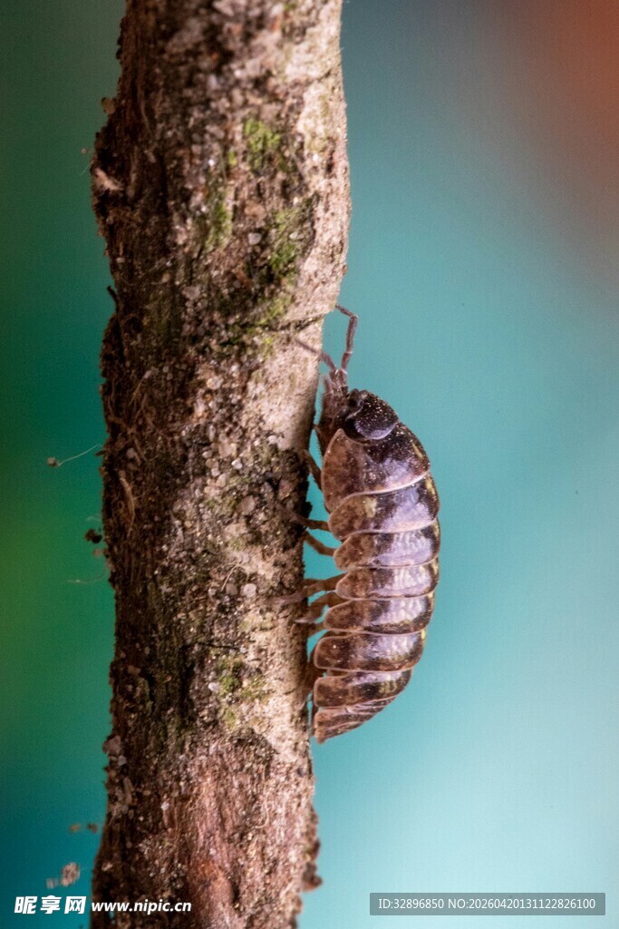 树干上的奇异蜷曲昆虫