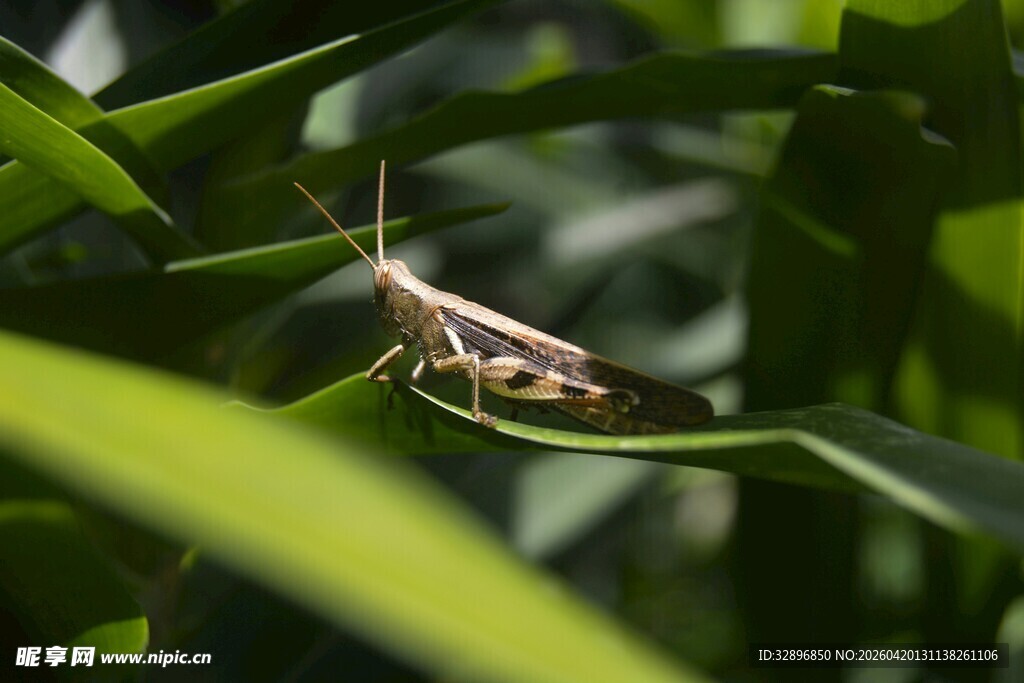 绿叶上的停歇的飞虫