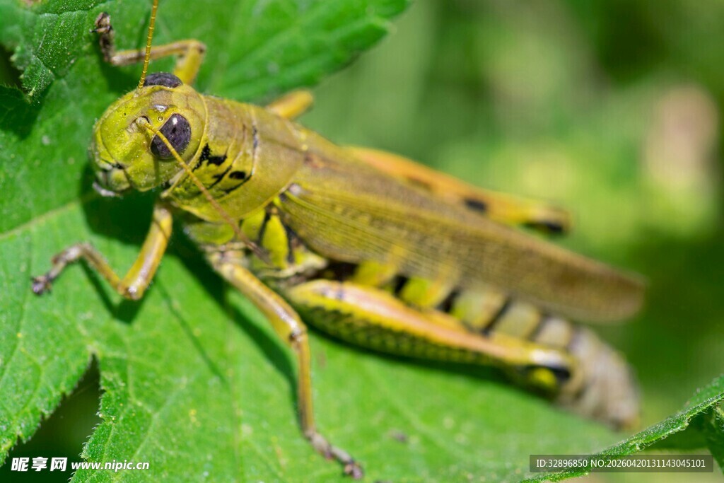 绿叶上的黄绿色蚂蚱