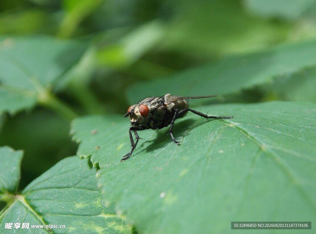 绿叶上的黑红相间苍蝇