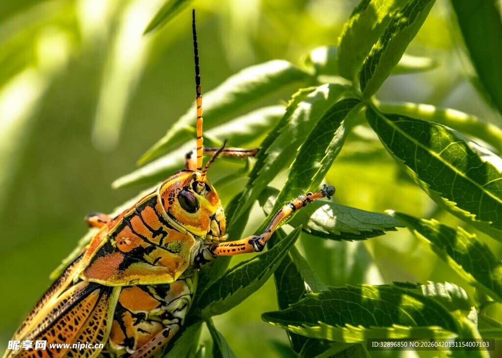绿叶上的多彩蝗虫