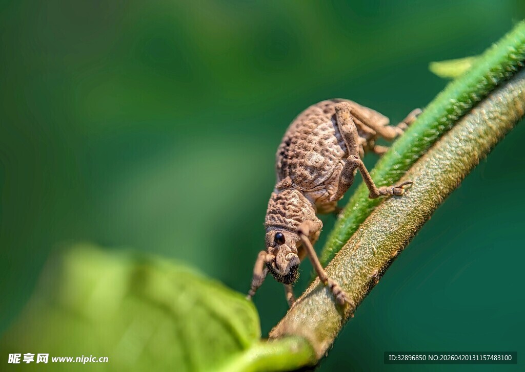 树枝上的奇特小昆虫