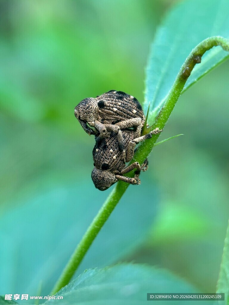 树枝上的可爱小蛙