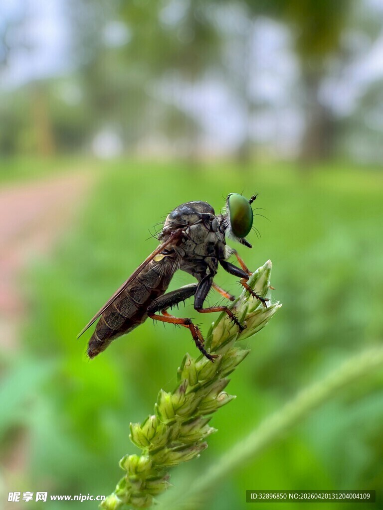 停在草茎上的黑昆虫