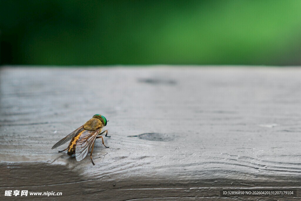 小鸟于水面嬉戏