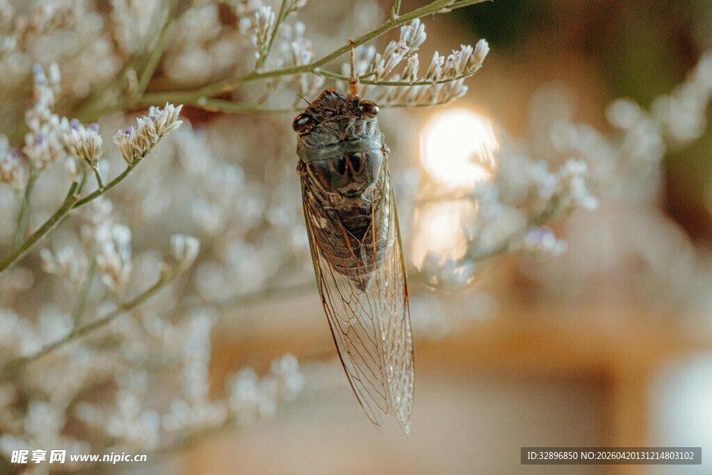 枝头栖息的透明翅膀昆虫