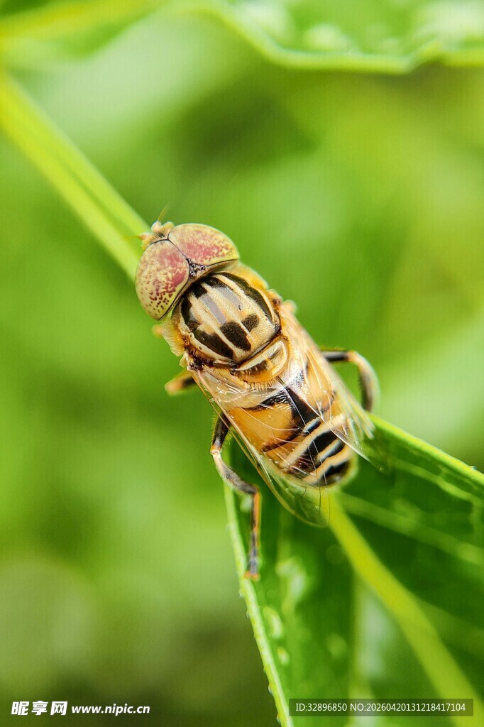 绿叶上的条纹甲虫