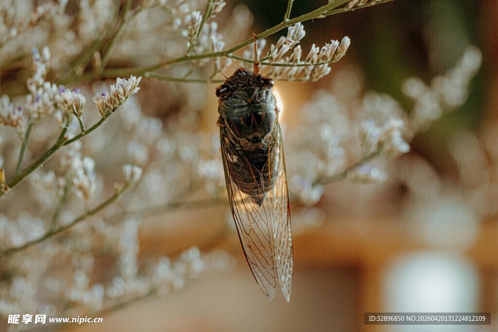 树枝上的蝉