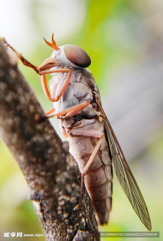 树枝上的食虫虻