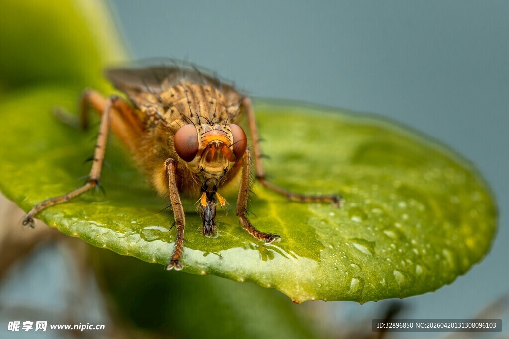 绿叶上的褐头苍蝇