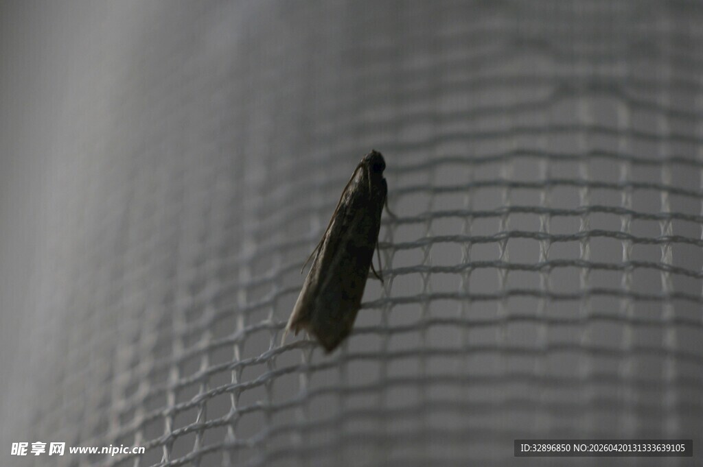 窗纱上的黑色飞虫