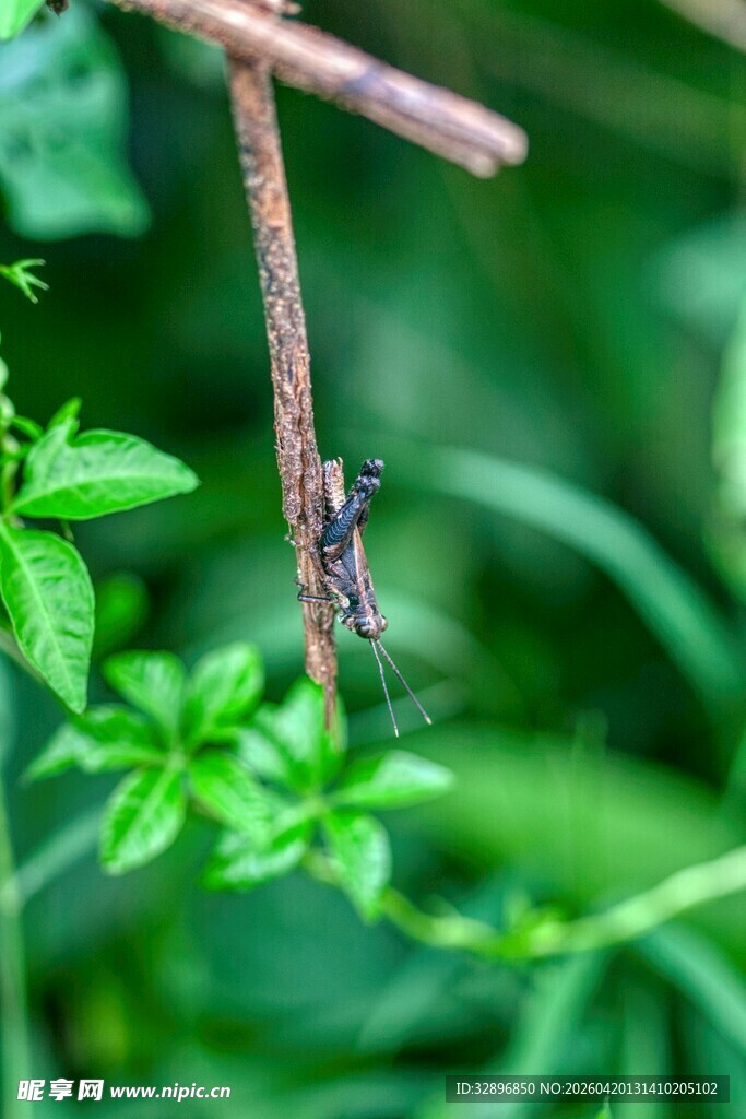 树枝上的昆虫特写