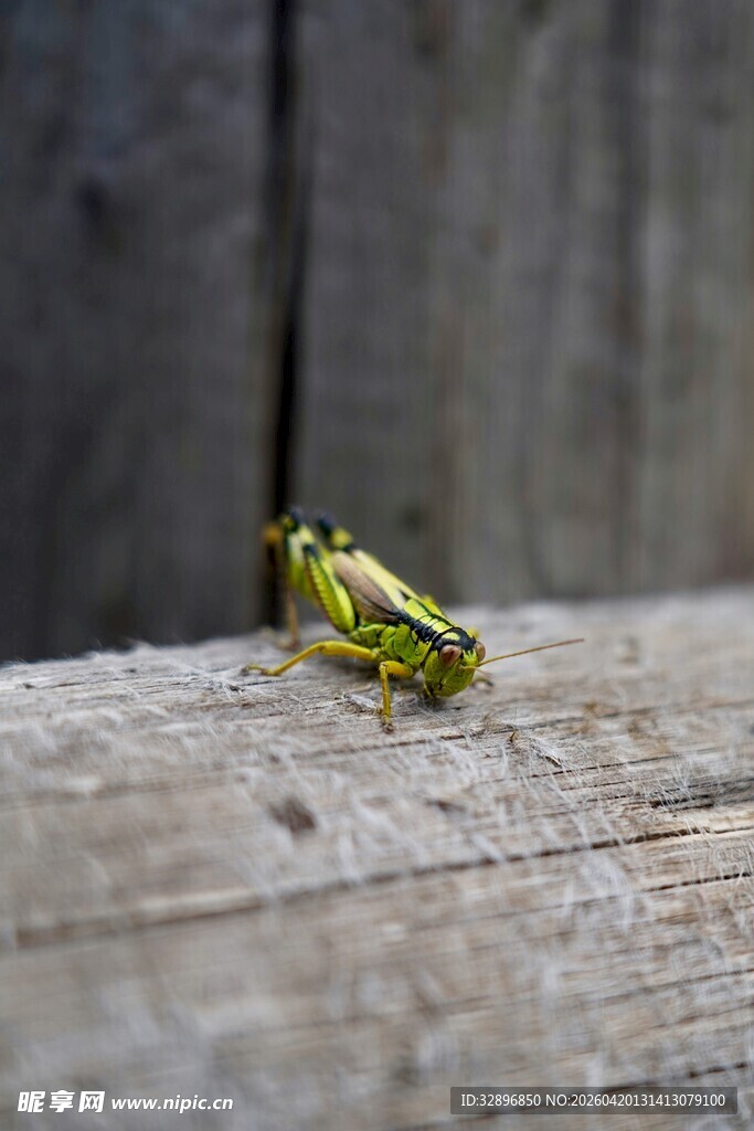 木面上的黄绿色小昆虫