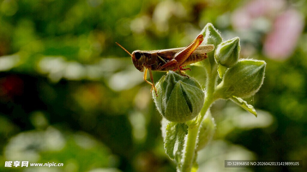 绿叶上的多彩小昆虫