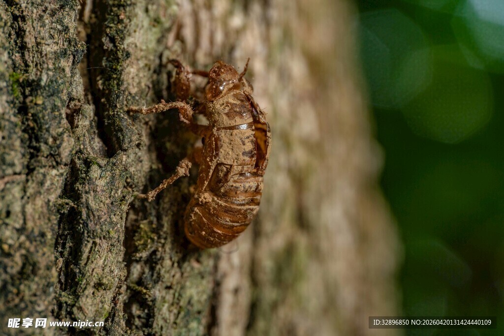树干上的蝉