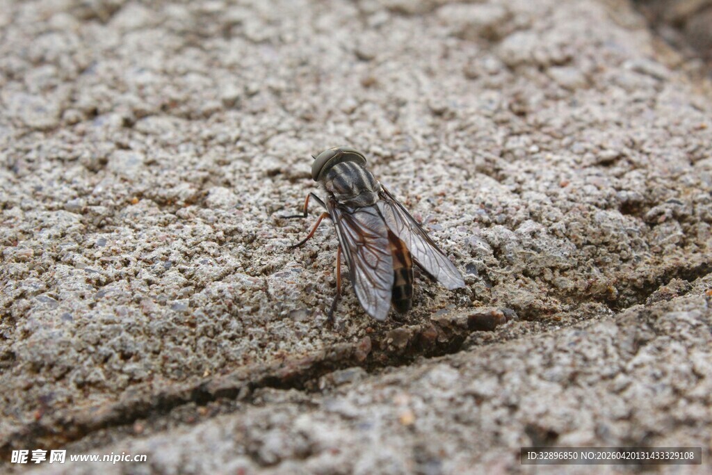 树皮上的昆虫特写