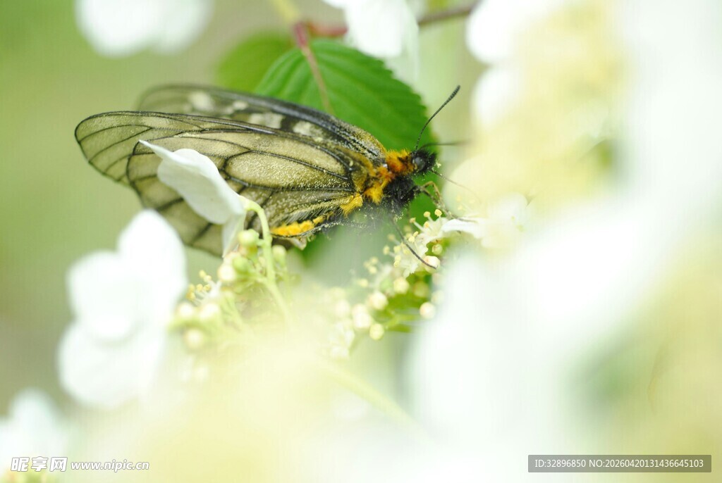 绿叶上的透明翅膀昆虫