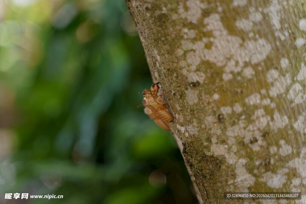 树干上的小昆虫