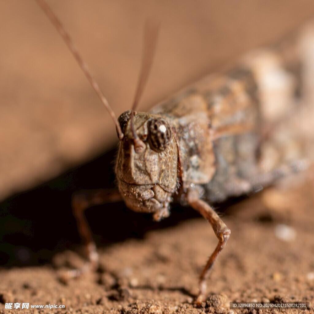 特写凝视镜头的褐色蚂蚱