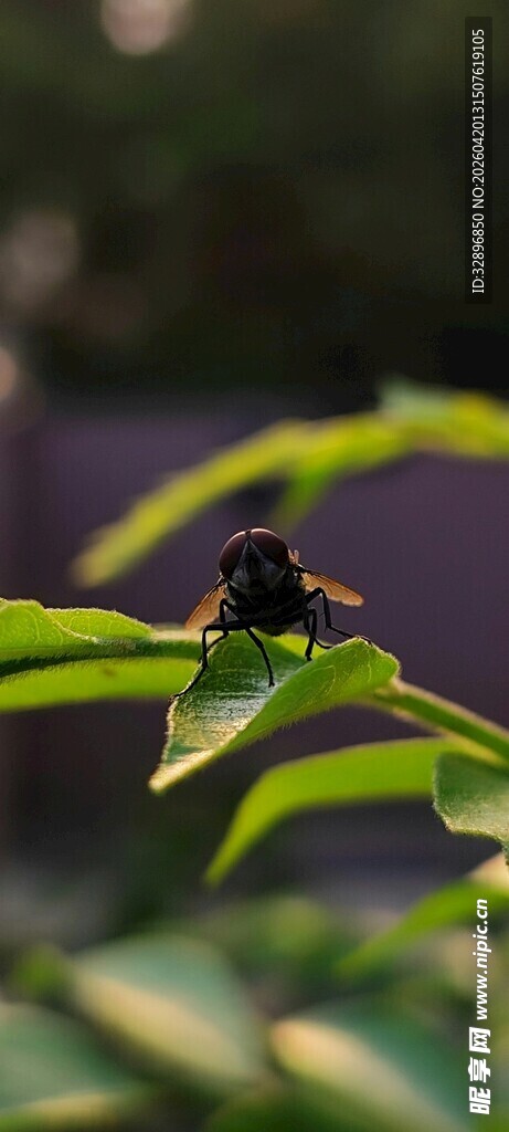绿叶上的黑色蝴蝶