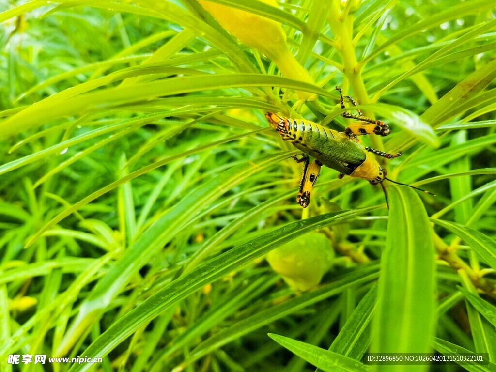 绿叶丛中的昆虫