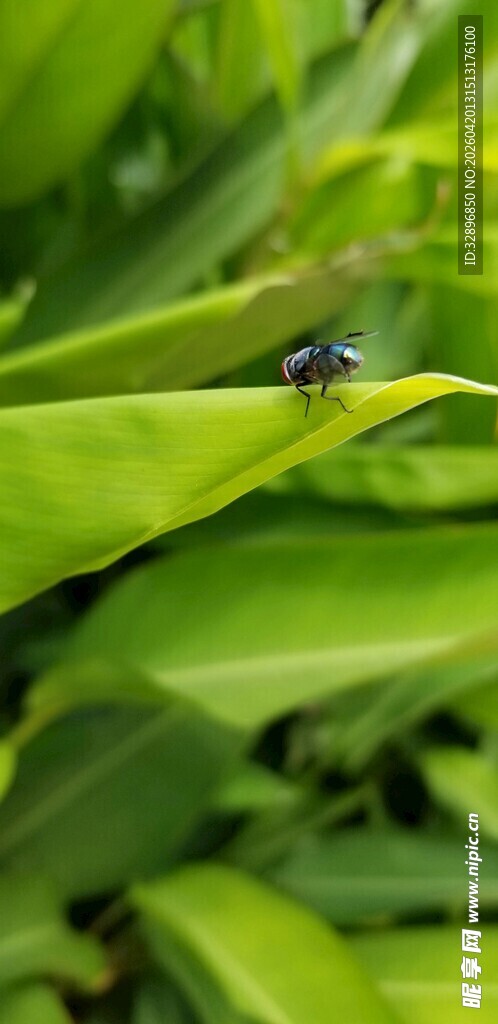绿叶上的小黑虫