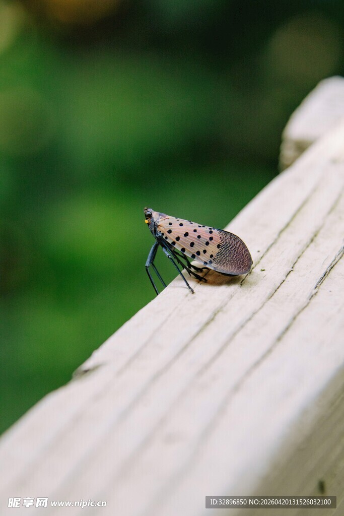 木栏上的斑点小昆虫