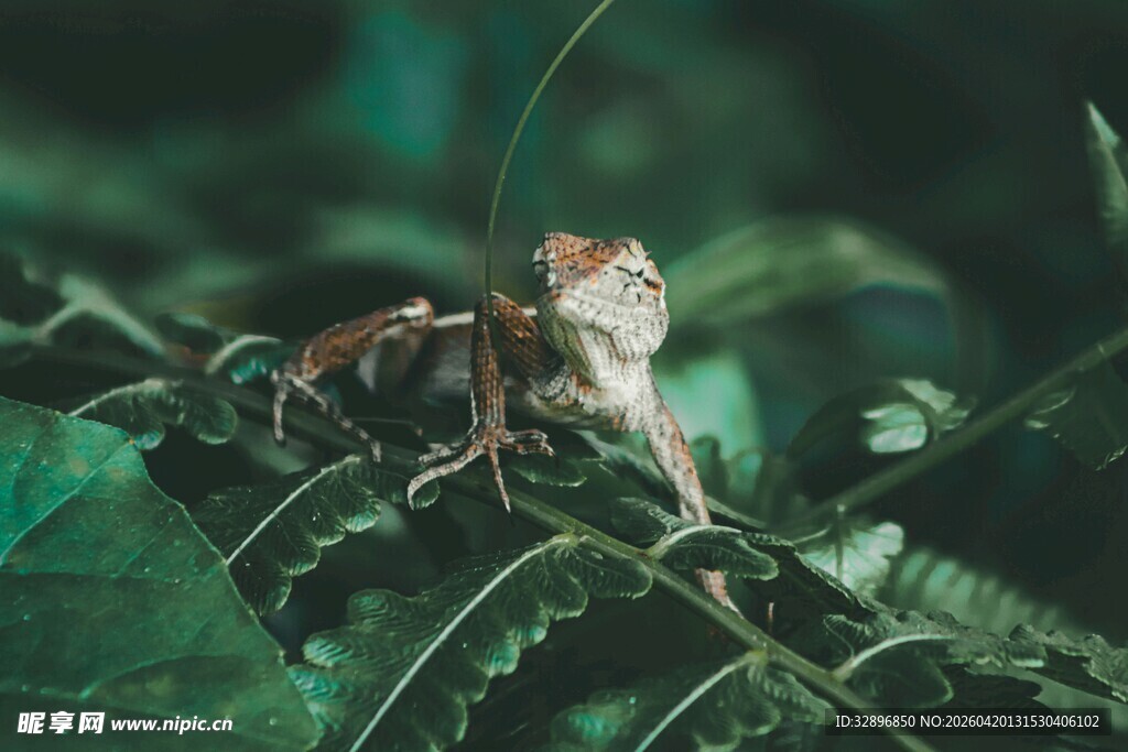 绿叶间的蜥蜴