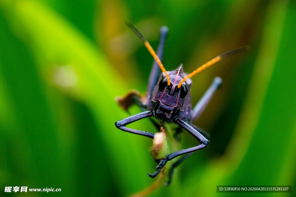 紫色蚂蚱栖息于绿叶间