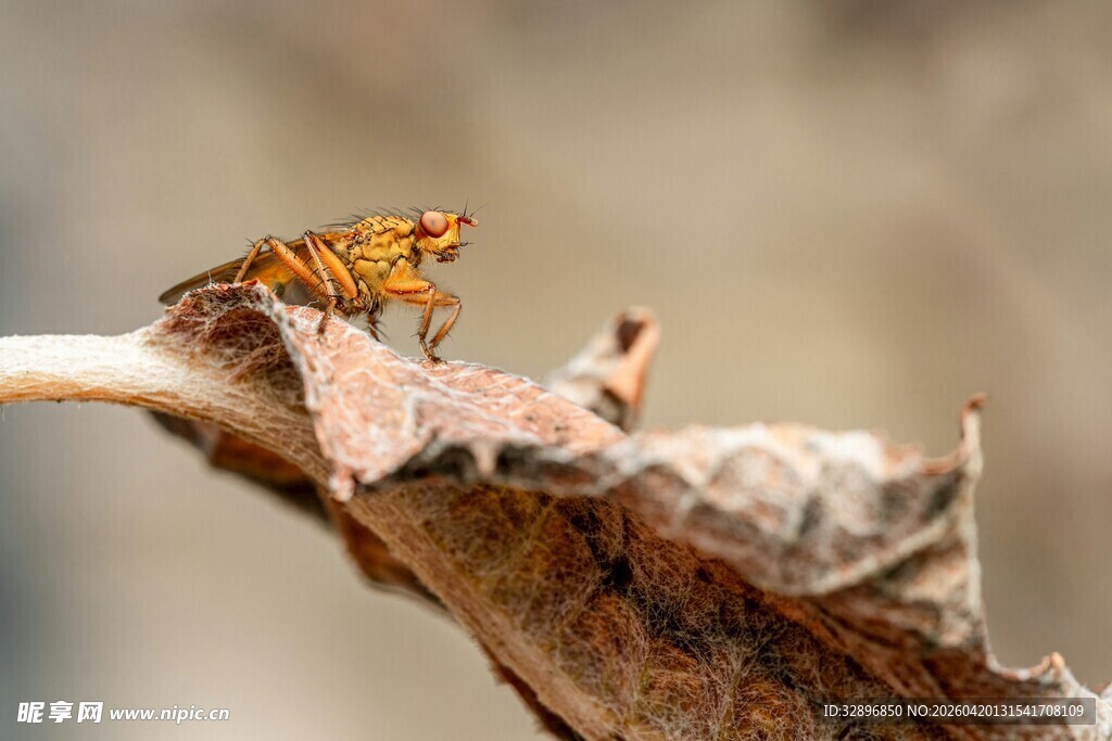 枯叶上的橙色昆虫
