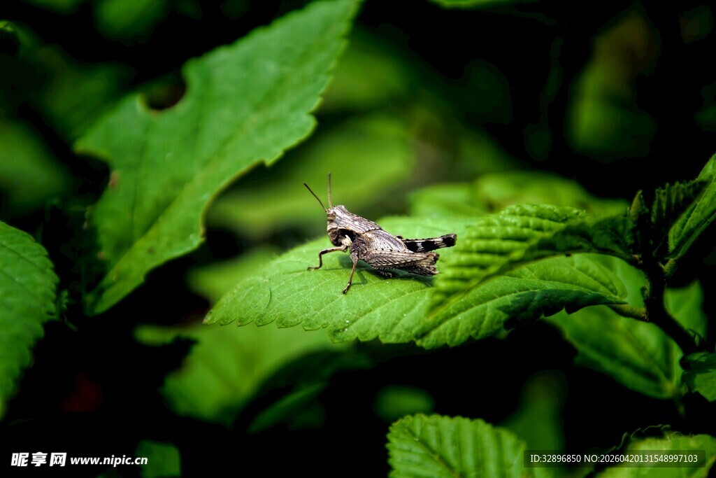 绿叶上的小巧蛙类