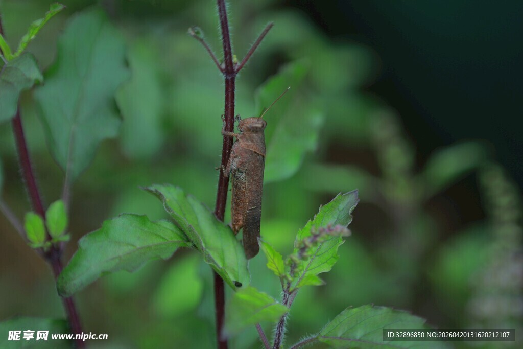 嫩绿植物枝丫特写