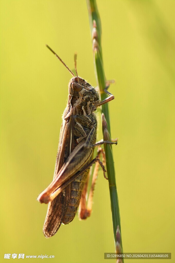 栖息于草茎上的棕色蚂蚱