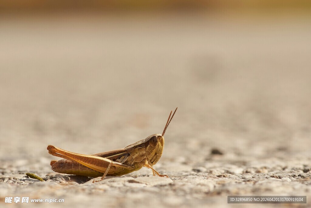 沙地上的棕色蚂蚱