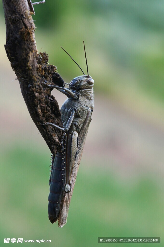 树枝上的蝗虫