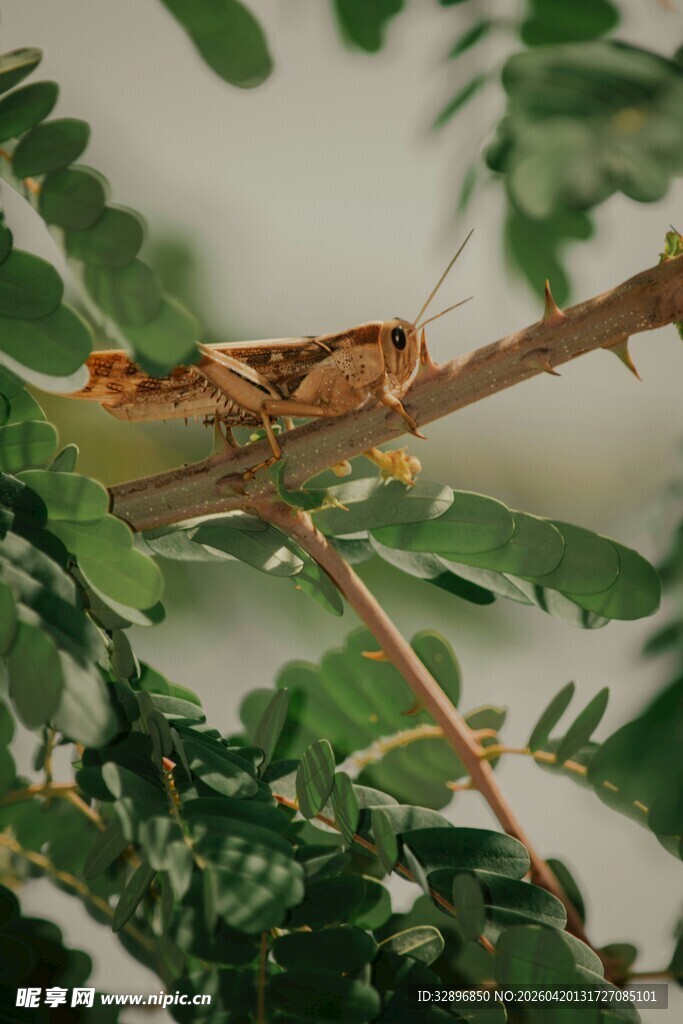 树枝上的棕色蚂蚱