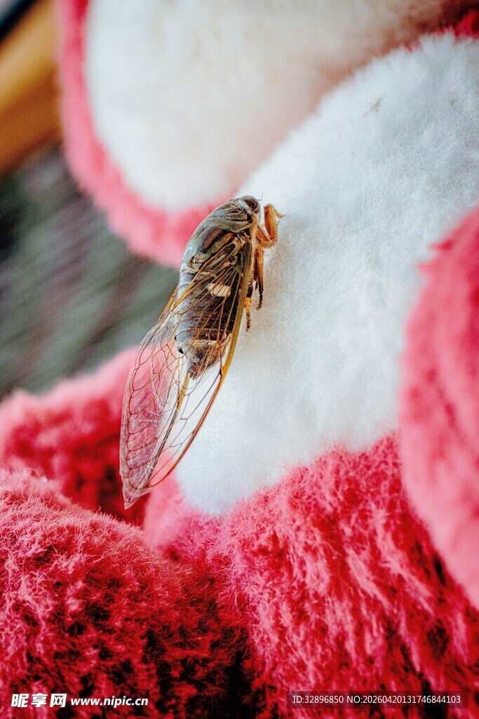 毛衣上的透明翅膀昆虫