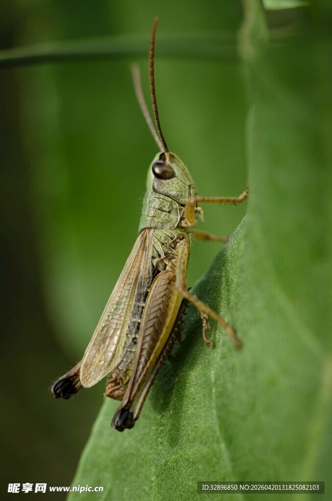 绿叶上的蝗虫