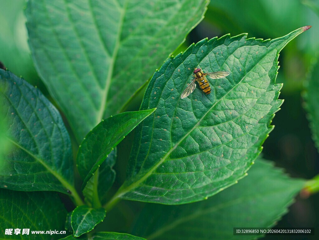 绿叶上的小昆虫