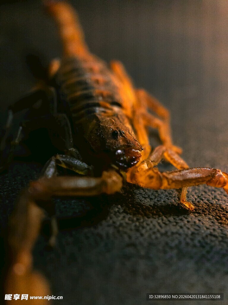 微距下的蝎子特写