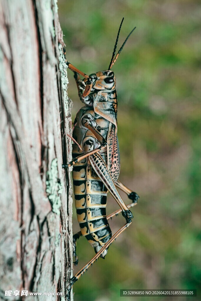树干上的彩色蚂蚱