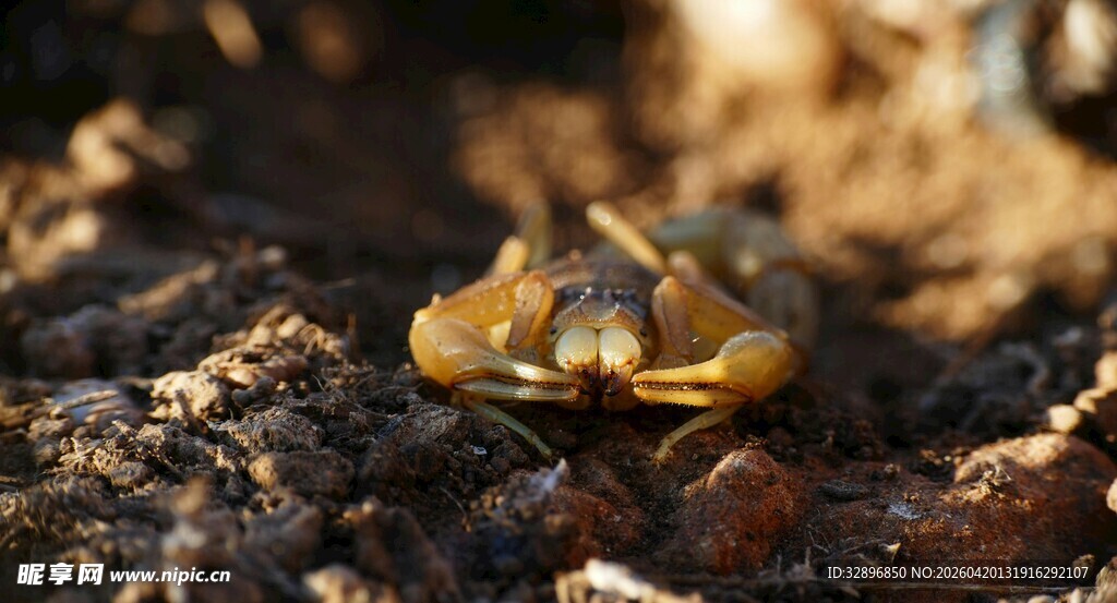 阳光下的小螃蟹