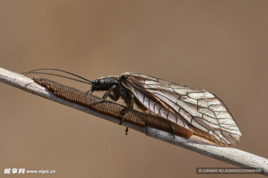 栖息于细枝上的昆虫