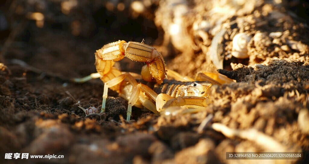 泥土中的甲虫特写